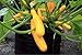 Smart Pots 10-Gallon Smart Pot Soft-Sided Container, Black