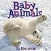 Baby Animals In The Snow
