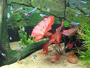 small water lily for aquarium