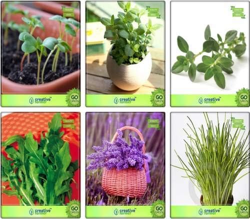 Seedsown Hierba Combo Berro común, limón albahaca, tomillo Inglés ...