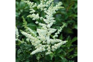 GREEN PROMISE FARMS Astilbe arendsii 'Bridal Veil' (False Spirea) Perennial, white flowers, #1 - Size Container