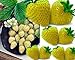 Yellow Wonder™ Alpine Strawberry - 4 Plants - Fragaria - Everbearing