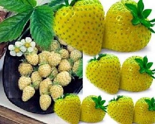 Yellow Wonder™ Alpine Strawberry - 4 Plants - Fragaria - Everbearing