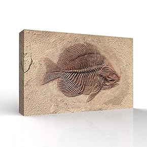 Canvas Wall Art - Vintage Animal Fish Fossil Living Room Poster Prints - Modern Home Art Stretched and Framed Ready to Hang - 12x18 inches