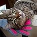 Kitty Tongue: Cat Pampering & Massage Glove with Gentle Grooming