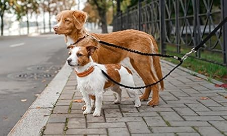 amazon double dog leash