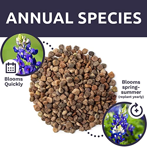 Texas Wildflower Seeds Bulk 1/4 Pound Bag Over 4,000