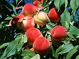SD0531 Peach Seeds, Autumn Red Peach Fruit Seeds, Peach Tree Seed (10 Seeds)