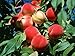 SD0531 Peach Seeds, Autumn Red Peach Fruit Seeds, Peach Tree Seed (10 Seeds) primary