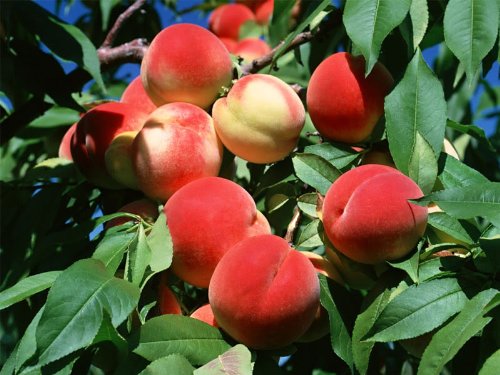 red peach fruit
