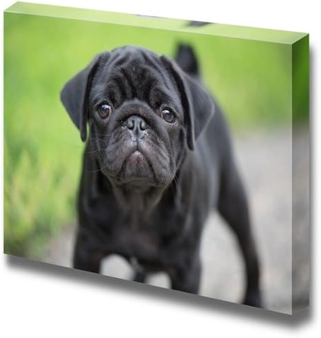Amazon Co Jp キャンバス印刷ウォールアート Littleブラックパグ子犬犬かわいいペット 動物写真 モダン壁装飾 ホームデコレーションストレッチギャラリーキャンバスラップジークレー印刷 Ready To Hang 16 X 24 ホーム キッチン