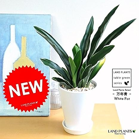 すべての美しい花の画像 無料印刷可能観葉 植物 おもと