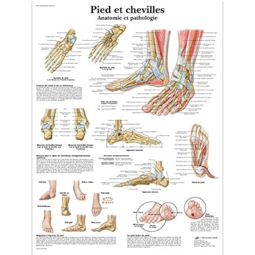 3B Scientific – Laminated Human Musculature Chart – UV & Dust-Protected Anatomy Poster for Study, Teaching & Clinics