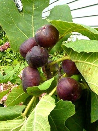 Amazon Com Fig Trees Chicago Hardy Includes Four 4 Plants Garden Outdoor