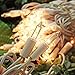 ON'H Christmas Lights 50 Clear Bulbs Mini String Lights Set Warm White Indoor Lighting for Christmas Tree Wedding Outdoor Backyard Party Bedroom White Wire