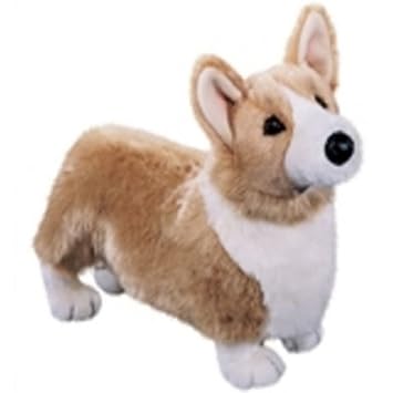 chadwick corgi