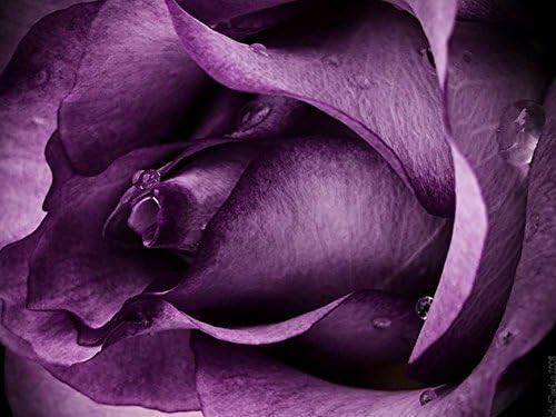 Paintings - SUN-Shine Oil Painting Purple Rose Pattern Canvas Prints Framed Wall Art for Home Kitchen Wall Decoration 12x16IN