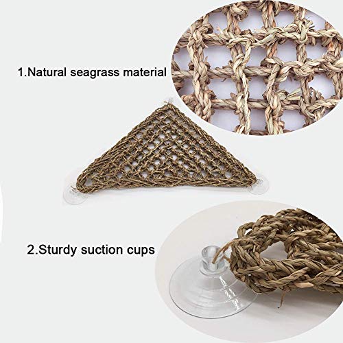 2 HuYaYa+Bearded+Seagrass+Reptiles+Triangular