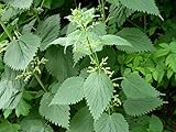 Red Supply Solution Stinging Nettle 100 Seeds