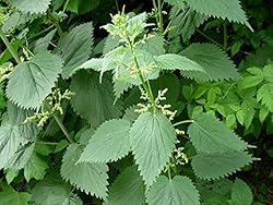 Red Supply Solution Stinging Nettle 100 Seeds