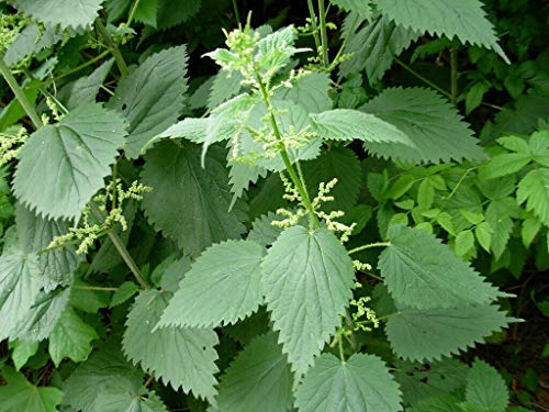 Red Supply Solution Stinging Nettle 100 Seeds