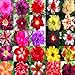 DESERT ROSE ADENIUM OBESUM Bonsai mixed colors 100 seeds