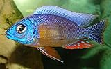 Golden Glove Fishery Taiwan Reef Cichlid- African Cichlid