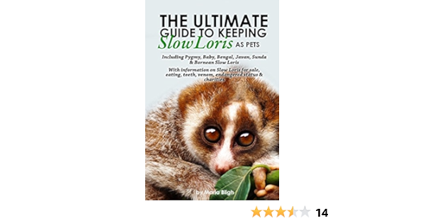 The Ultimate Guide To Keeping Slow Loris As Pets Including Pygmy Baby Bengal Javan Sunda Bornean Slow Loris With Information On Slow Loris For Teeth Venom Endangered Status Charities