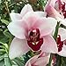 Orchid Insanity - Cymbidium Kaylie 'Momo' - perfect pink blooms with full red lip, lots of flowers, vigorous grower, ideal beginners orchid