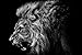 CU.RONG Anger Lion Art Print on Canvas,Wall Decor Poster 24x36 inches