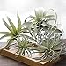 Supla 2 Pcs Artificial Succulent Plants Air Plants Dessert Plants Tillandsia in Light Green with Gray Tones 5.5