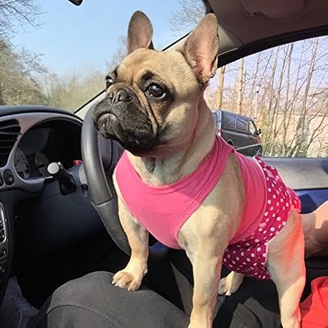 nappies for french bulldogs