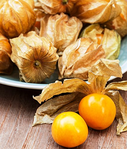 Cape Gooseberry, Ground Cherry seeds - Physalis peruviana