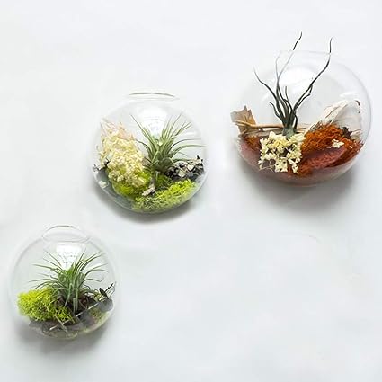 Amazon Co Jp テラリウム壁プランター 円形壁掛け花瓶プランター 多肉植物用 植物 多肉植物 小さなサボテンなどに ホームウォールデコレーション テラリウム ギフトボックス入り 3個セット ホーム キッチン