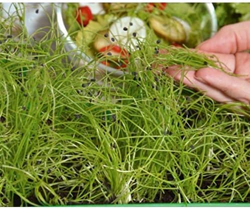 Microgreens - Cebolla de invierno - hojas jóvenes con un sabor ...