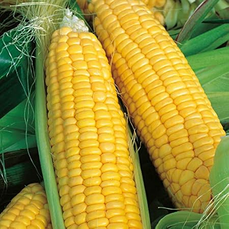 Radha Krishna Agriculture Vegetable Seeds Sweet Corn 100% Organic F1 Hybrid Seeds Pack