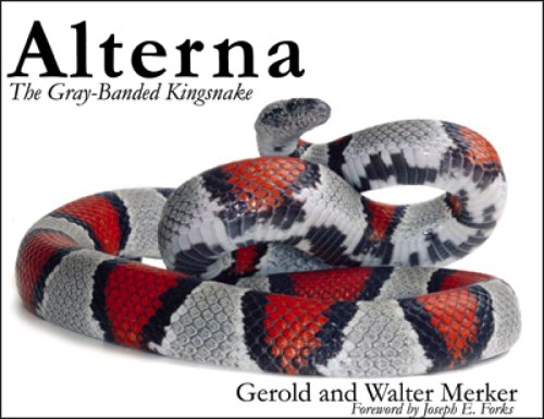 Alterna: The Gray-Banded Kingsnake