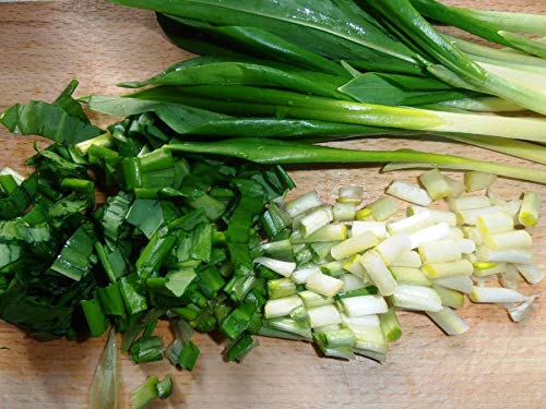 Wild Garlic Seeds Ramsons Buckrams Wood Garlic Lear Leek Herb About 80 Seeds