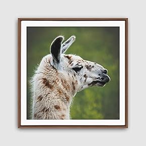 Framed Canvas Wall Art Alpaca Canvas Prints Home Artwork Decoration for Living Room,Bedroom - 16x16 inches