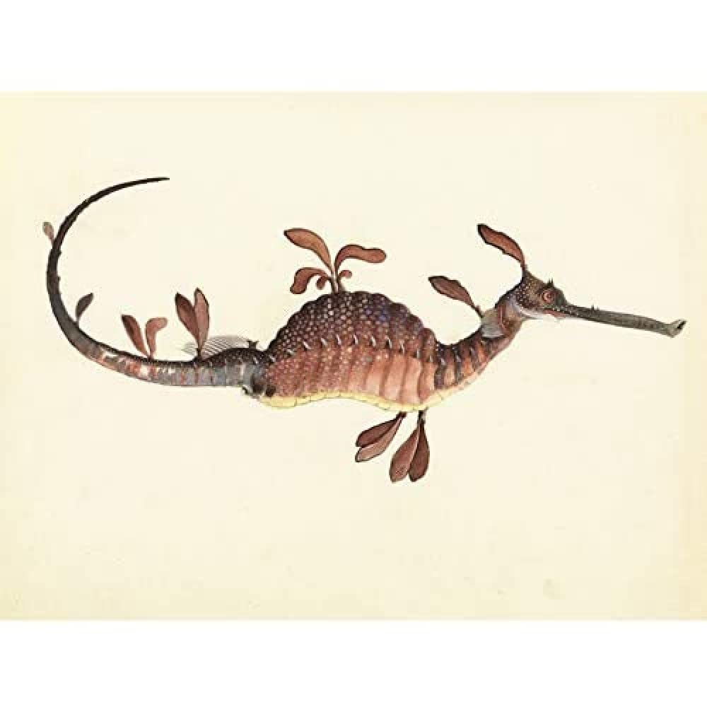 Artery8 Gould Weedy Seadragon Marine Book Illustration Art Print Canvas Premium Wall Decor Poster Mural