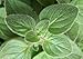 Greek Oregano Herb - Good Scents - Organum - Live Plant - 4