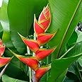 MITRAEE 100 Heliconia Wagneriana Plant Seeds