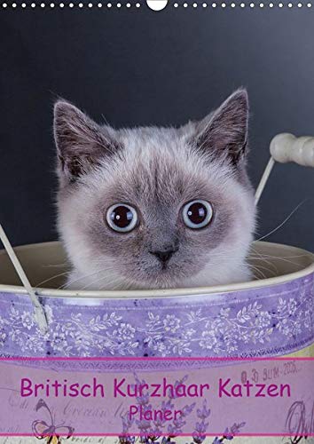 Amazoncom Britisch Kurzhaar Katzen Planer Wandkalender