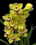 Orchid Insanity -- Cymbidium Lovely Movie GOLD RUSH orchid -- many flowers, easy to grow outdoor growing in non-freezing climates