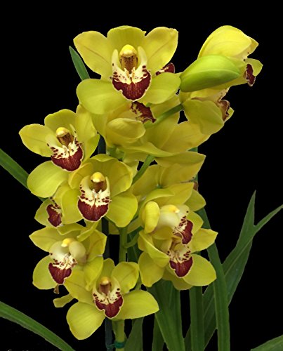 Orchid Insanity -- Cymbidium Lovely Movie GOLD RUSH orchid -- many flowers, easy to grow outdoor growing in non-freezing climates Orchid Insanity -- Cymbidium Lovely Movie GOLD RUSH orchid -- many flowers, easy to grow outdoor growing in non-freezing climates