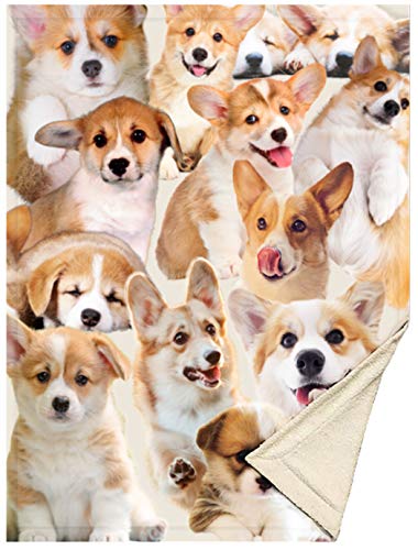 corgi stuff