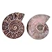 2pcs Shell Specimen Ammonite Madagascar Extinct Stones and Minerals for Basic Biological Science Education (4cm)
