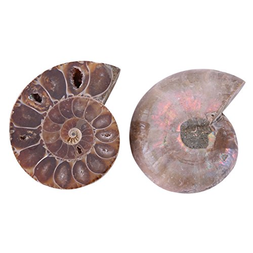 2 Specimen+Ammonite+Madagascar+Biological+Education