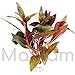 Ludwigia Peruensis Diamond Red Star Ludwigia Bundle Freshwater Live Aquarium Plant Fish Tank Decoration 3 Days Live Guaranteed by Mainam