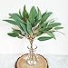 Supla 2 Pack Faux Seeded Eucalyptus Long Leaves Greenery Bouquets Long Leaves Grey Green Atificial Eucalyptus Plants Spray with Fruit Pods for Greenery Wedding Bride Baby Shower Woodland Floral Decor